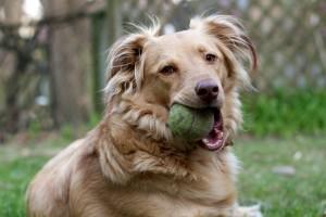 Rocky the rescue dog with his ball